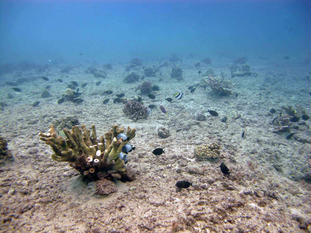 Marine ecosystem restoration an introduction IMBRSea